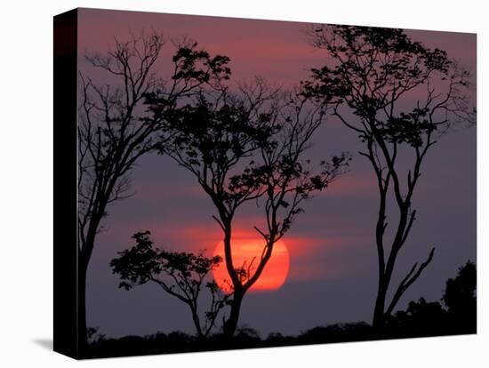 Amazonia Sunset-Art Wolfe-Premier Image Canvas