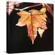 Amber Leaves III-Rita Crane-Premier Image Canvas