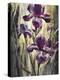 Ambient Iris 2-Brent Heighton-Stretched Canvas