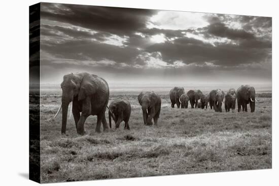 Amboseli Elephants-Jorge Llovet-Stretched Canvas