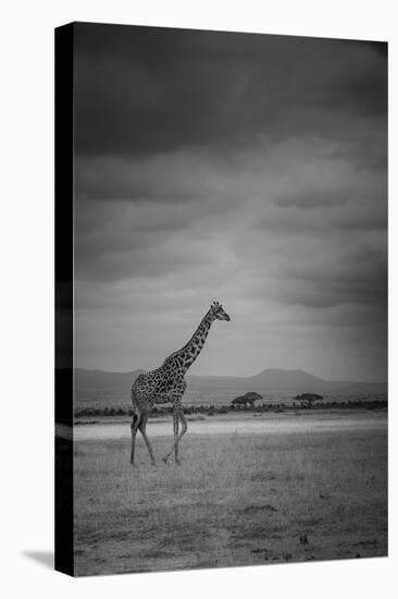 Amboseli Park,Kenya,Italy a Giraffe Shot in the Park Amboseli, Kenya, Shortly before a Thunderstorm-ClickAlps-Premier Image Canvas