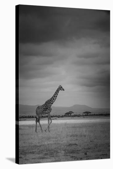 Amboseli Park,Kenya,Italy a Giraffe Shot in the Park Amboseli, Kenya, Shortly before a Thunderstorm-ClickAlps-Premier Image Canvas