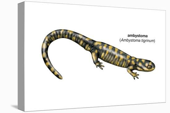 Ambystoma (Ambystoma Tigrinum), Amphibians-Encyclopaedia Britannica-Stretched Canvas