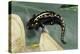 Ambystoma Maculatum (Spotted Salamander)-Paul Starosta-Premier Image Canvas