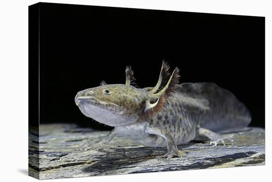 Ambystoma Mexicanum (Axolotl)-Paul Starosta-Premier Image Canvas
