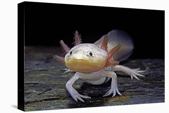 Ambystoma Mexicanum F. Leucistic (Axolotl)-Paul Starosta-Premier Image Canvas