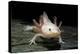 Ambystoma Mexicanum F. Leucistic (Axolotl)-Paul Starosta-Premier Image Canvas