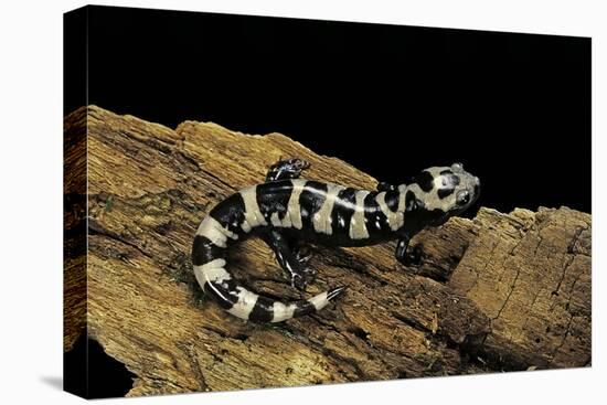 Ambystoma Opacum (Marbled Salamander)-Paul Starosta-Premier Image Canvas