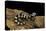 Ambystoma Opacum (Marbled Salamander)-Paul Starosta-Premier Image Canvas