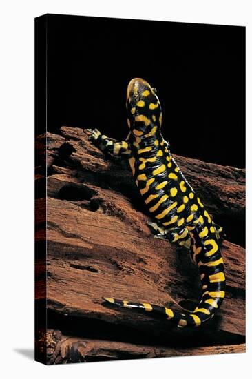 Ambystoma Tigrinum Tigrinum (Tiger Salamander)-Paul Starosta-Premier Image Canvas
