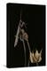 Ameles Decolor (Praying Mantis)-Paul Starosta-Premier Image Canvas