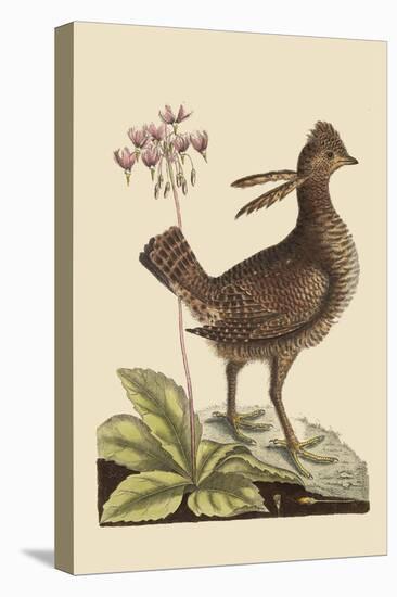 Amercan Partridge-Mark Catesby-Stretched Canvas