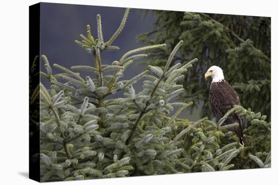 America's Bird-Susann Parker-Premier Image Canvas