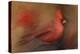 America's Favorite Red Bird-Jai Johnson-Premier Image Canvas