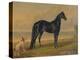 America’s Renowned Stallions, c. 1876 I-Vintage Reproduction-Stretched Canvas