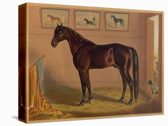 America’s Renowned Stallions, c. 1876 IV-Vintage Reproduction-Stretched Canvas