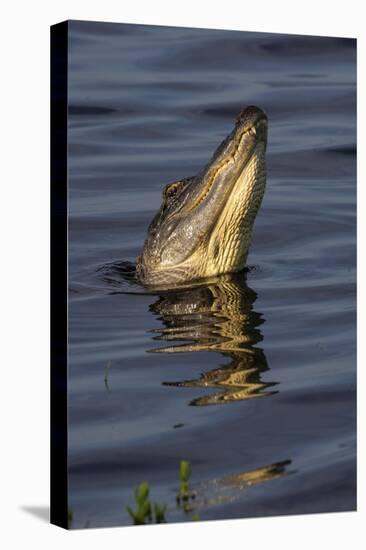 American alligator (Alligator mississippiensis) male bellowing call to potential mate.-Larry Ditto-Premier Image Canvas