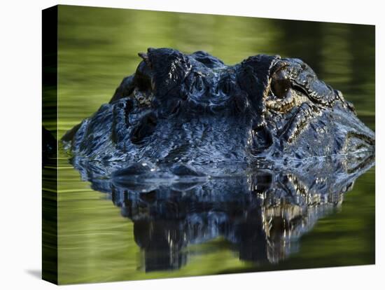 American Alligator (Alligator Mississippiensis), Okefenokee National Wildlife Refuge, Florida, Usa-Pete Oxford-Premier Image Canvas