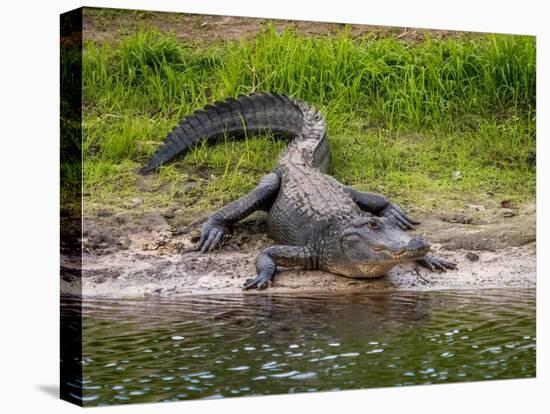 American Alligator along Myakka River in Myakka River State Park in Sarasota Florida USA-Jim Schwabel-Premier Image Canvas