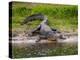 American Alligator along Myakka River in Myakka River State Park in Sarasota Florida USA-Jim Schwabel-Premier Image Canvas