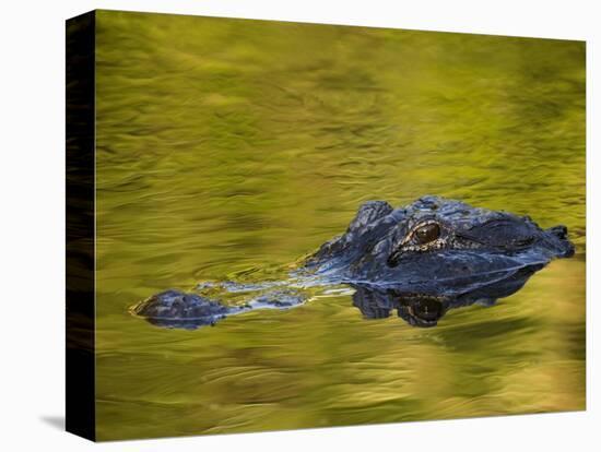 American Alligator at an Alligator Farm, St. Augustine, Florida, USA-Arthur Morris-Premier Image Canvas