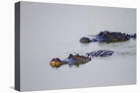 American Alligator Breeding Adults-Larry Ditto-Premier Image Canvas