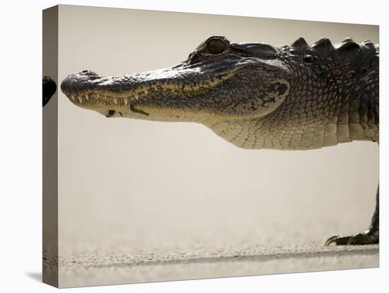 American Alligator, Everglades National Park, Florida, USA-Joe McDonald-Premier Image Canvas