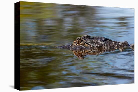 American alligator from eye level with water, Myakka River State Park, Florida-Adam Jones-Premier Image Canvas