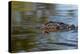 American alligator from eye level with water, Myakka River State Park, Florida-Adam Jones-Premier Image Canvas