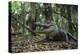 American Alligator in Forest. Little St Simons Island, Georgia-Pete Oxford-Premier Image Canvas