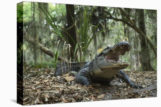 American Alligator in Maritime Forest. Little St Simons Island, Ga, Us-Pete Oxford-Premier Image Canvas