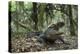 American Alligator in Maritime Forest. Little St Simons Island, Ga, Us-Pete Oxford-Premier Image Canvas