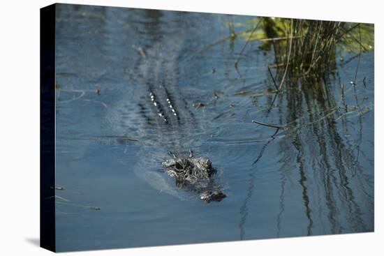 American Alligator Little St Simons Island, Barrier Islands, Georgia-Pete Oxford-Premier Image Canvas