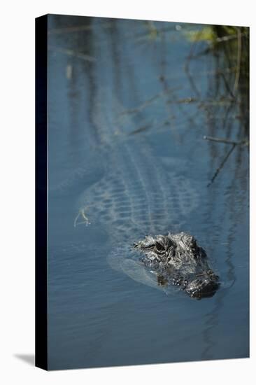 American Alligator Little St Simons Island, Barrier Islands, Georgia-Pete Oxford-Premier Image Canvas