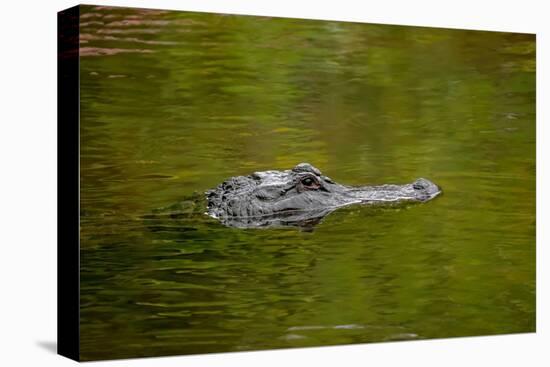 American alligator, Merritt Island National Wildlife Refuge, Florida-Adam Jones-Premier Image Canvas