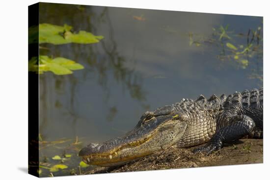 American Alligator on the Anhinga Trail, Everglades National Park, Florida-Maresa Pryor-Premier Image Canvas