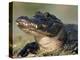 American Alligator Portrait, Florida, USA-Lynn M. Stone-Premier Image Canvas