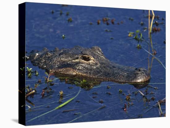 American Alligator, South Florida, United States of America, North America-Rainford Roy-Premier Image Canvas