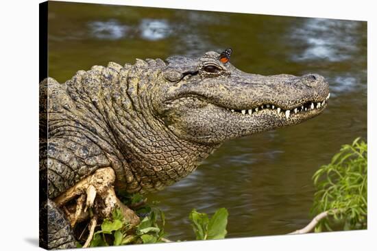 American alligator sunning with butterfly on head, Alligator mississippiensis, Gatorland, Orlando, -Adam Jones-Premier Image Canvas