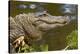 American alligator sunning with butterfly on head, Alligator mississippiensis, Gatorland, Orlando, -Adam Jones-Premier Image Canvas