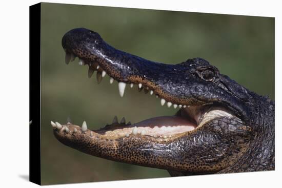 American Alligator with Jaws Open-DLILLC-Premier Image Canvas