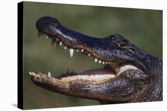 American Alligator with Jaws Open-DLILLC-Premier Image Canvas