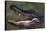 American Alligator with Jaws Open-DLILLC-Premier Image Canvas