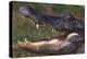 American Alligator with Jaws Open-DLILLC-Premier Image Canvas