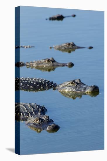 American Alligators at Deep Hole in the Myakka River, Florida-Maresa Pryor-Premier Image Canvas