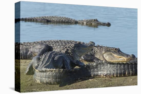 American Alligators Sunning, Myakka River, Myakka River Sp, Florida-Maresa Pryor-Premier Image Canvas