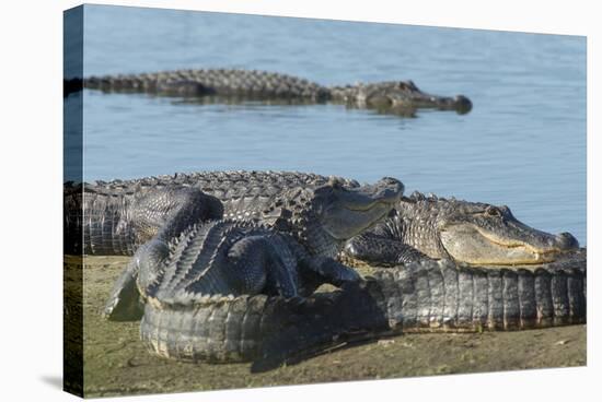 American Alligators Sunning, Myakka River, Myakka River Sp, Florida-Maresa Pryor-Premier Image Canvas