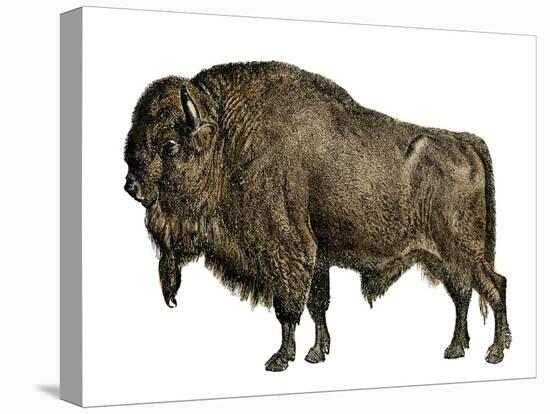 American Animal: Bison or American Buffalo. 19Th Century Colour Engraving-null-Premier Image Canvas