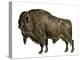American Animal: Bison or American Buffalo. 19Th Century Colour Engraving-null-Premier Image Canvas