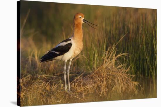 American Avocet Calling-Ken Archer-Premier Image Canvas